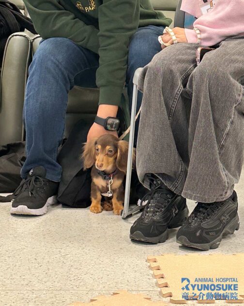 2026年2月のパピーパーティー