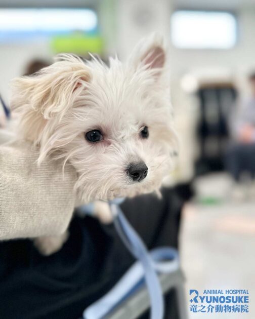 2026年2月のパピーパーティー