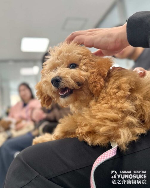 202603パピーパーティー