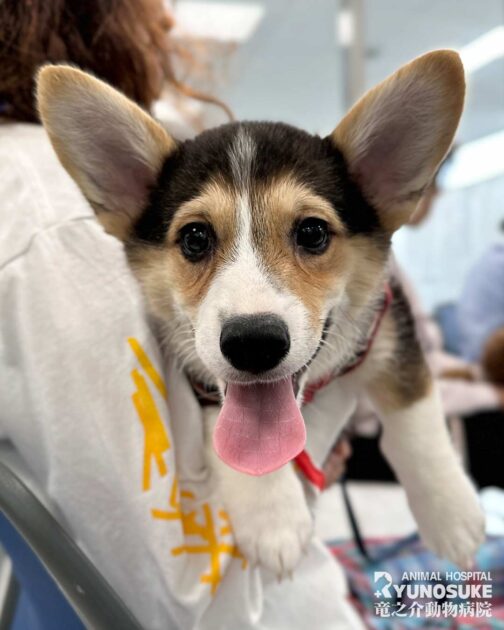 2026年4月のパピーパーティー