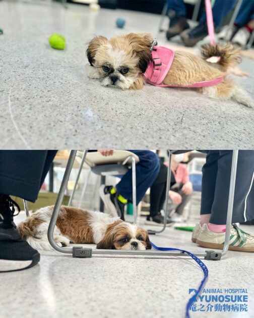 202603パピーパーティー