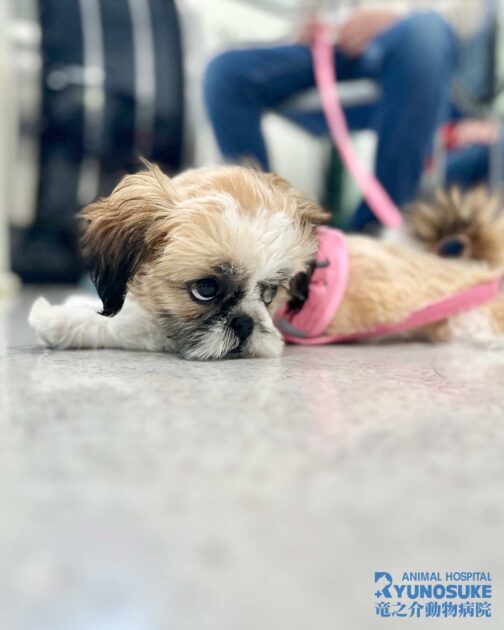 202603パピーパーティー