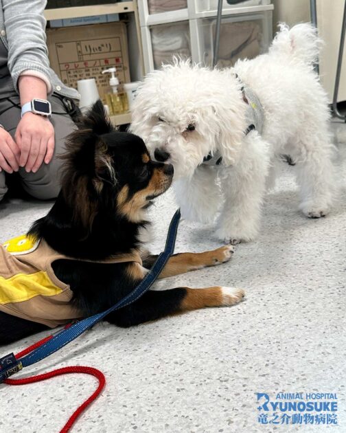 2026年4月のパピーパーティー