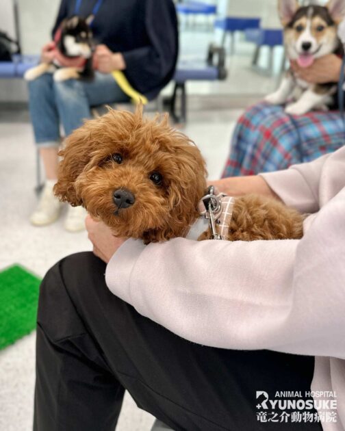 2026年4月のパピーパーティー