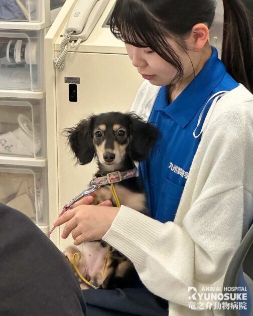 2026年4月のパピーパーティー