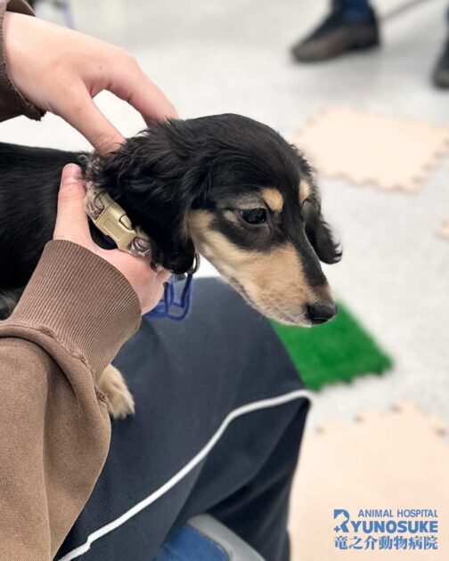 202603パピーパーティー