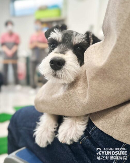 202603パピーパーティー