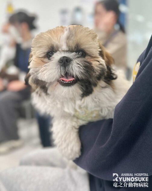 202603パピーパーティー