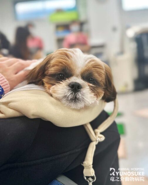 202603パピーパーティー