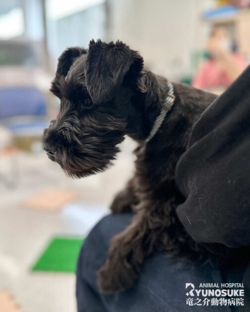 2026年4月のパピーパーティー