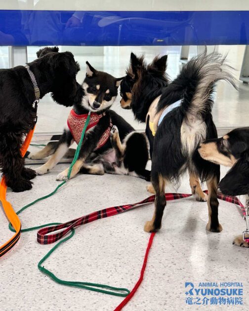 2026年4月のパピーパーティー