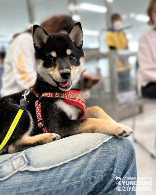 2026年4月のパピーパーティー