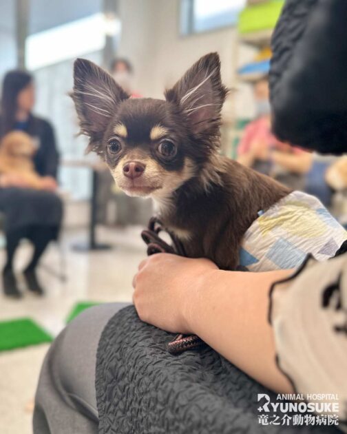 202603パピーパーティー