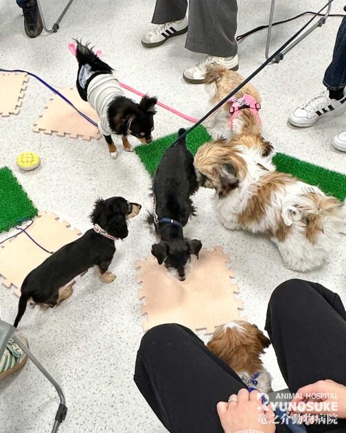 202603パピーパーティー