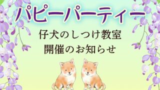 5月-パピーパーティー開催のお知らせ