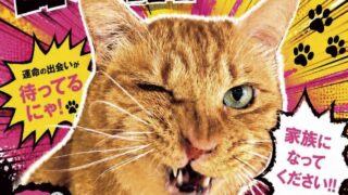 保護猫譲渡会7月12日(日)開催〜九州動物学院よりお知らせ