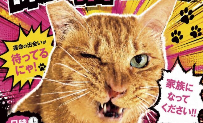 保護猫譲渡会20260712