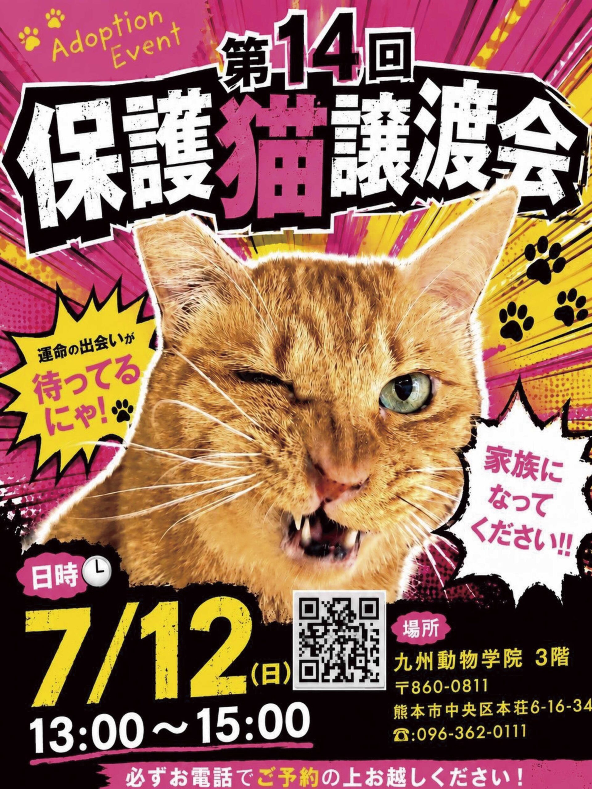 保護猫譲渡会7月12日(日)開催〜九州動物学院よりお知らせ - 竜之介動物病院
