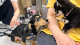 イベント-パピーパーティー開催、無事終了しました。2026.6.27（土曜）